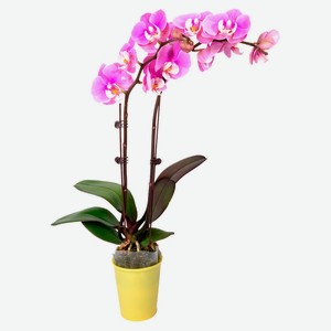 Живое растение Орхидея Фаленопсис 2 стебля в ассортименте в горшке d 10 h 55-70 см, 1 шт