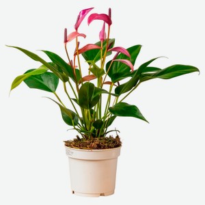 Живое растение Антуриум Зизу сиреневый в горшке d 12 h 40 см, 1 шт