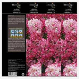 Саженцы Гортензия «Цветочный альянс» Даймонд Руж метельчатая