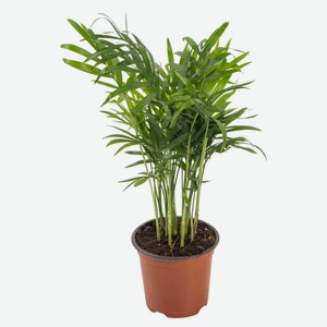 Хамедорея «Цветы Московского» Элеганс, d 9 h 30 см