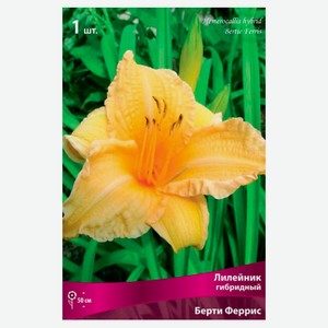 Луковицы «Поиск» Лилейник, 1 шт