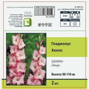 Гладиолус крупноцветковый Хеопс 2 шт.