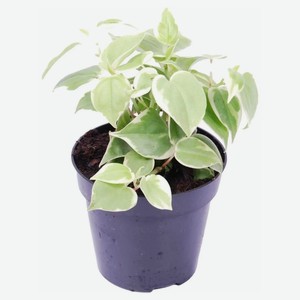 Живое растение Пеперомия Лазящая в ассортименте в горшке d 15 h 25 см, 1 шт