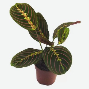 Живое растение Маранта ампельная в ассортименте в горшке d 12 h 25 см, 1 шт