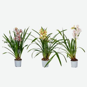 Живое растение Орхидея Цимбидиум 1 стебель в ассортименте в горшке d 14 h 70 см, 1 шт