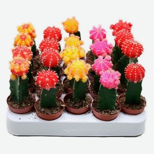 Живое растение Кактус Гимнокалициум в горшке d 5,5 см, 1 шт