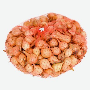 Лук севок «Поиск» Штутгар Ризен, 300 г