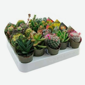 Кактус микс, d 5,5 h 8 см