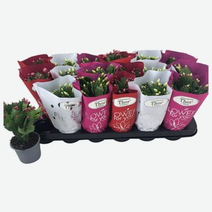 Шлюмбергера 9 20