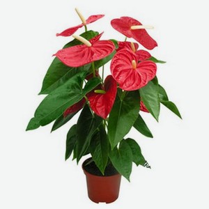 Живое растение Антуриум Андреанум в горшке d 17 h 70 см, 1 шт