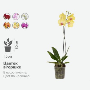 Живое растение Орхидея Фаленопсис 1 стебель в ассортименте в горшке d 12 h 50 см, 1 шт
