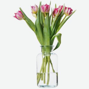 Тюльпаны пионовидные в ассортименте, 9шт., 9 шт