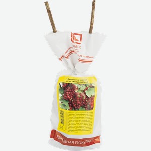 Саженец плодовый ПОИСК Смородина красная, традиционные сорта