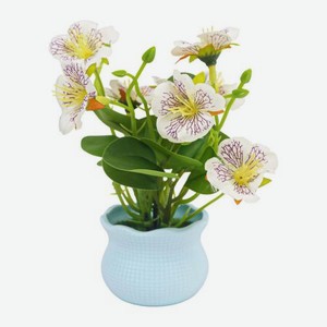 Настольный цветок в горшке в ассортименте