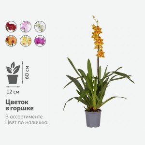 Живое растение Орхидея Камбрия 1 стебель в ассортименте в горшке d 12 h 60 см, 1 шт
