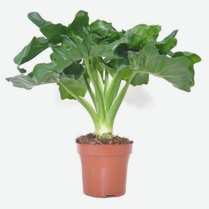 Живое растение лиана Филодендрон Атом в горшке d 15 h 40 см, 1 шт