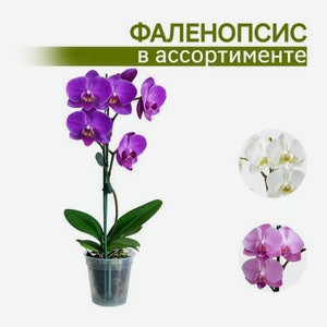 Фаленопсис Цветущий d-12см h-55см в ассортименте