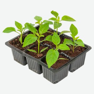 Рассада овощей «ЕТК» Перец сладкий Виктория в кассете, 6 шт