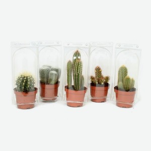 Кактус «Тепличный комбинат» в блистере, d 5,5 см, 1 шт