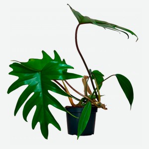 Живое растение лиана Филодендрон Майо в горшке d 12 h 25 см, 1 шт