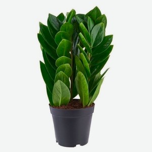 Живое растение Замиокулькас Пирамида дерево в горшке d 16 h 40 см, 1 шт