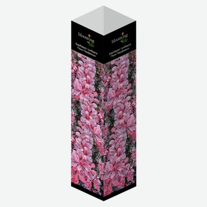 Саженцы «Флора групп» Барбарис тунберга Пинк Перфекшн C1, 1 шт