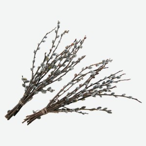 Верба живые ветки пучок h 38 см