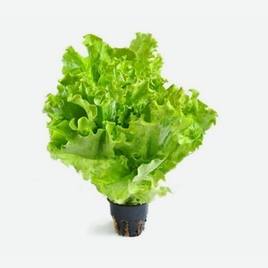 Салат в горшочке, 1 уп 1 г