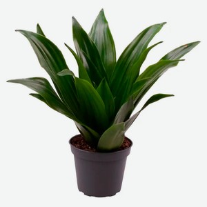 Живое растение Драцена Джанет Крейг зеленая в горшке d 6 h 15 см, 1 шт