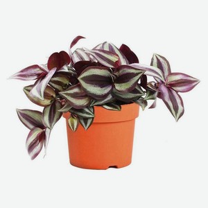 Традесканция Зебрина, d 15 h 35 см