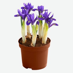 Ирис 5 луковиц, d 10 h 30 см