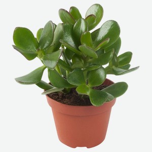 Крассула спатулата «Тимирязевский питомник», d 11 h 22 см