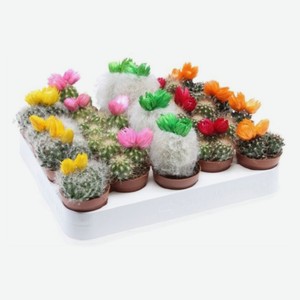 Живое растение Кактус микс в ассортименте с сухоцветами в горшке d 6 h 8 см, 1 шт