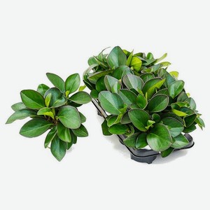 Живое растение Пеперомия Клузиелистная в ассортименте в горшке d 12 h 20 см, 1 шт