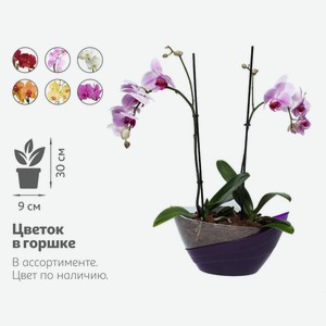 Живое растение Орхидея Фаленопсис 2 стебля в ассортименте в кашпо d 20 h 50 см, 1 шт