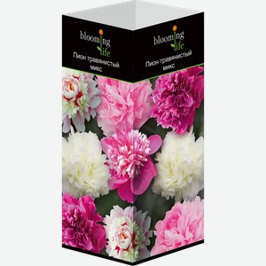 Саженец BLOOMING LIFE Пион травянистый, микс