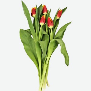 Букет тюльпанов