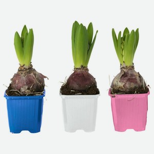 Цветы Луковичный микс в горшке в ассортименте