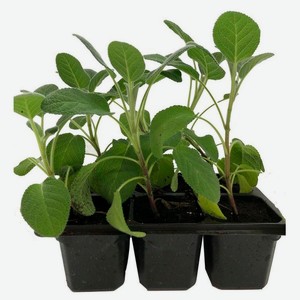 Рассада зелени «ЕТК» Шалфей ароматный в кассете, 6 шт