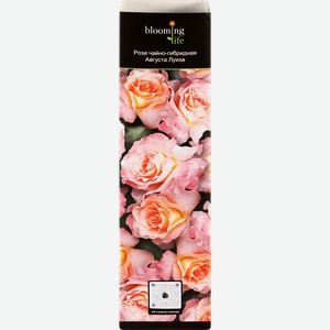 Саженцы BLOMING LIFE Роза, микс 3