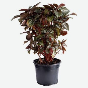 Пилея «ЕТК», d 7 h 15 см