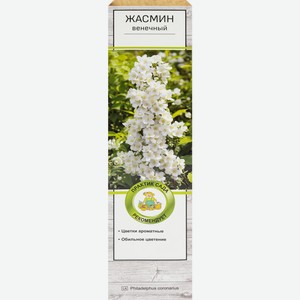 Саженцы ПОИСК декоративный Акация/Жасмин/Сирень, Россия