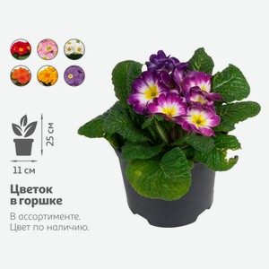 Живое растение Примула короткостебельная в ассортименте в горшке d 11 h 25 см, 1 шт