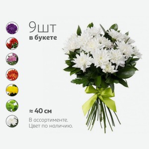 Букет живых срезанных цветов Моно Хризантема кустовая из 9 хризантем в упаковке в ассортименте h 40 см, 1 шт