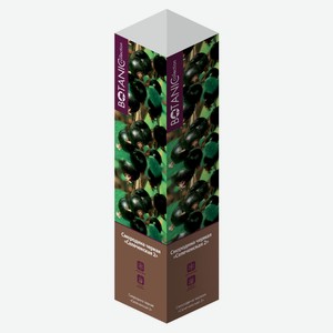 Саженцы «Флора групп» Смородина черная Селеченская 2 C1, 1 шт