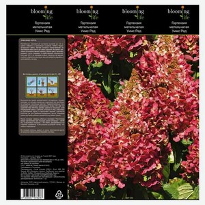 Саженцы Гортензия «Цветочный альянс» Уимс Ред метельчатая