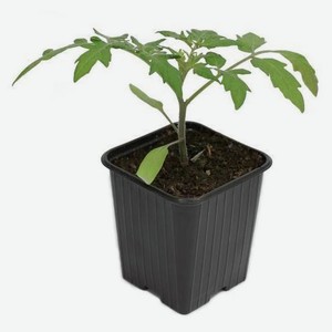 Рассада овощей Томат «Тепличный комбинат» в горшке, d 10 см