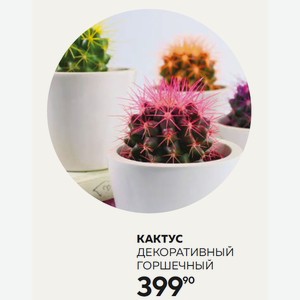 Цветок Горшечный Кактус Декоративный D5 Шт