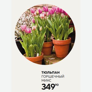 Цветок Горшечный Тюльпан Микс