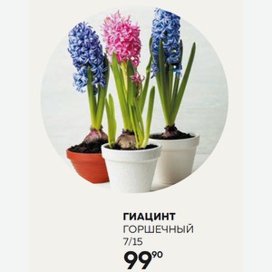 Цветок Горшечный Гиацинт Микс 7/15